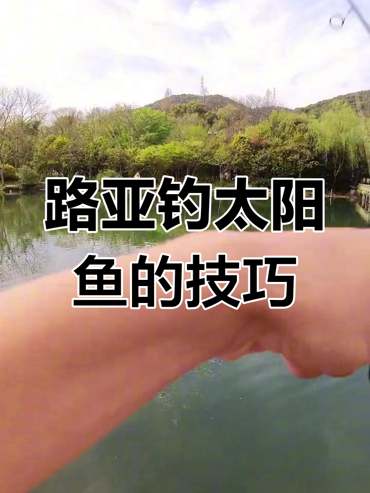 太阳鱼钓法揭秘,轻松连杆!