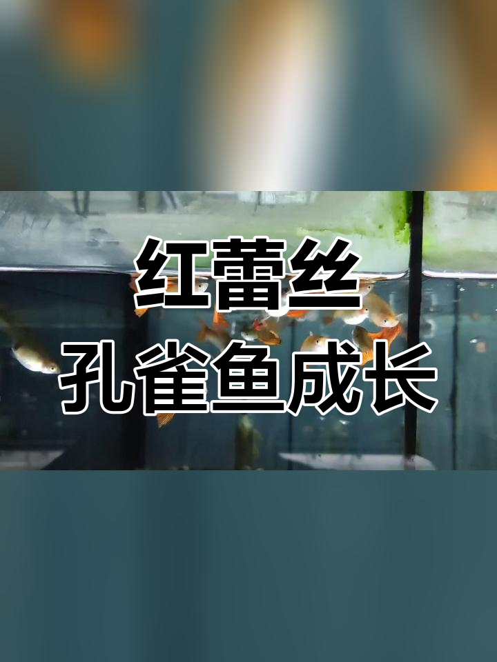 红蕾丝孔雀鱼成长观察:燕尾基因显现