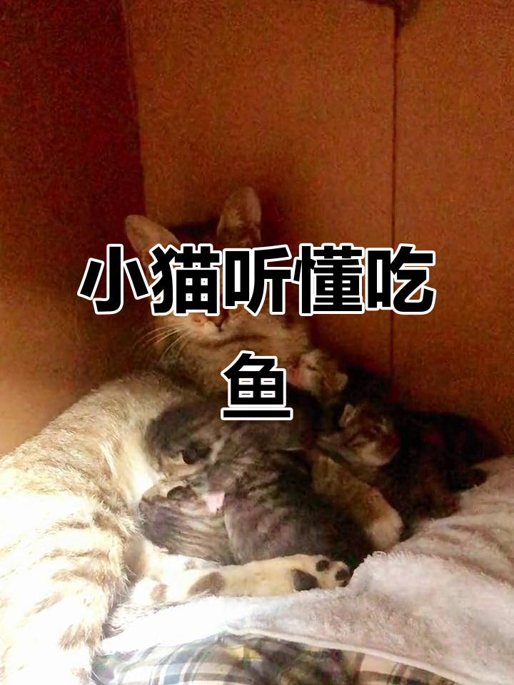 猫咪成精了，学会回应“吃鱼”指令！