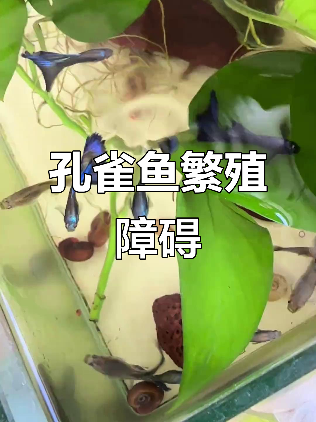 孔雀鱼不产仔?这8个原因你得知道!