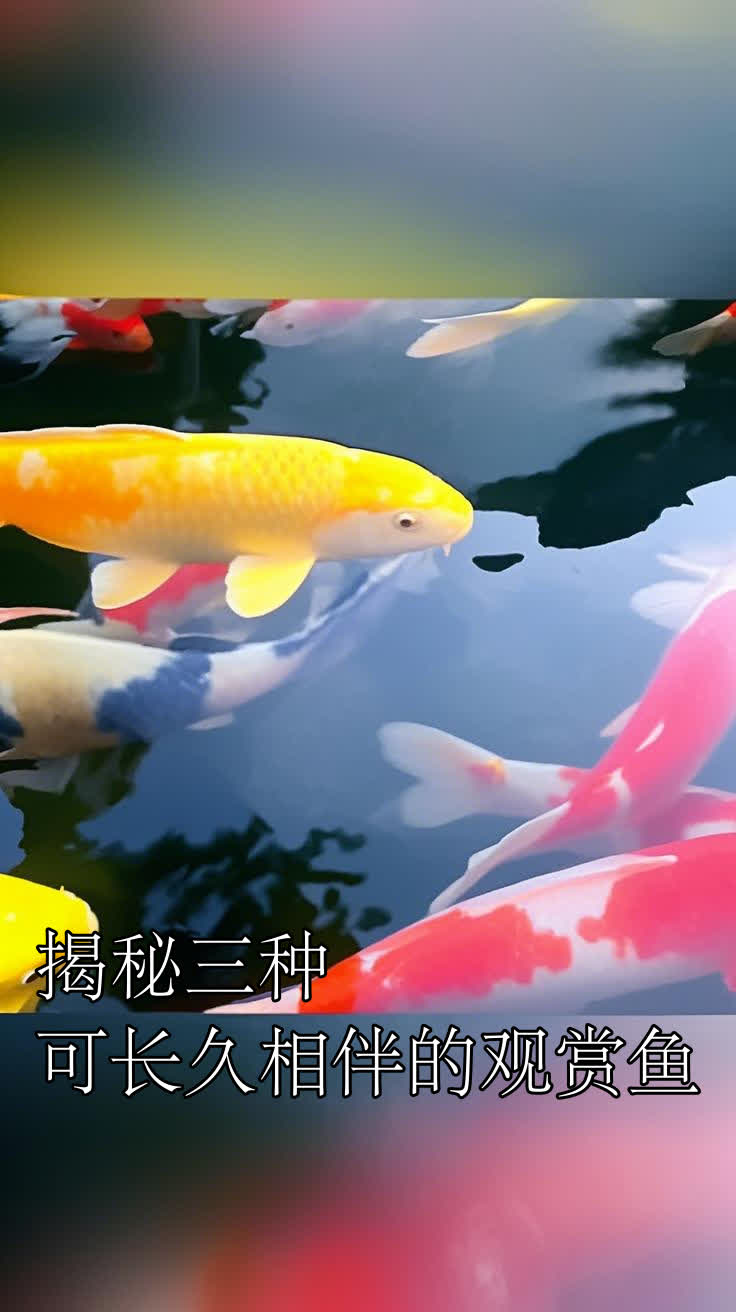 揭秘三种可长久相伴的观赏鱼