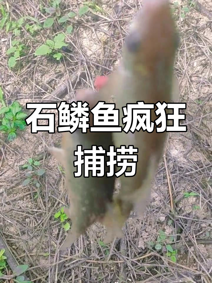 2023大年初一,石鲮鱼爆护到手软!