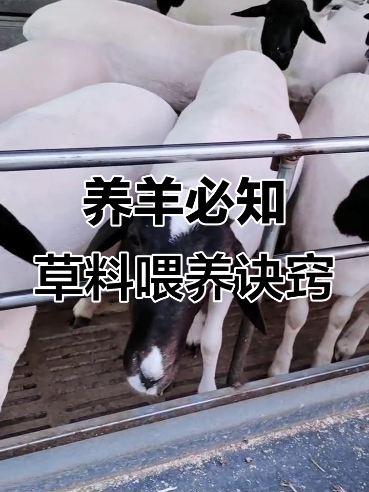 圈养羊的草料选择与喂食技巧,避免浪费提高效益