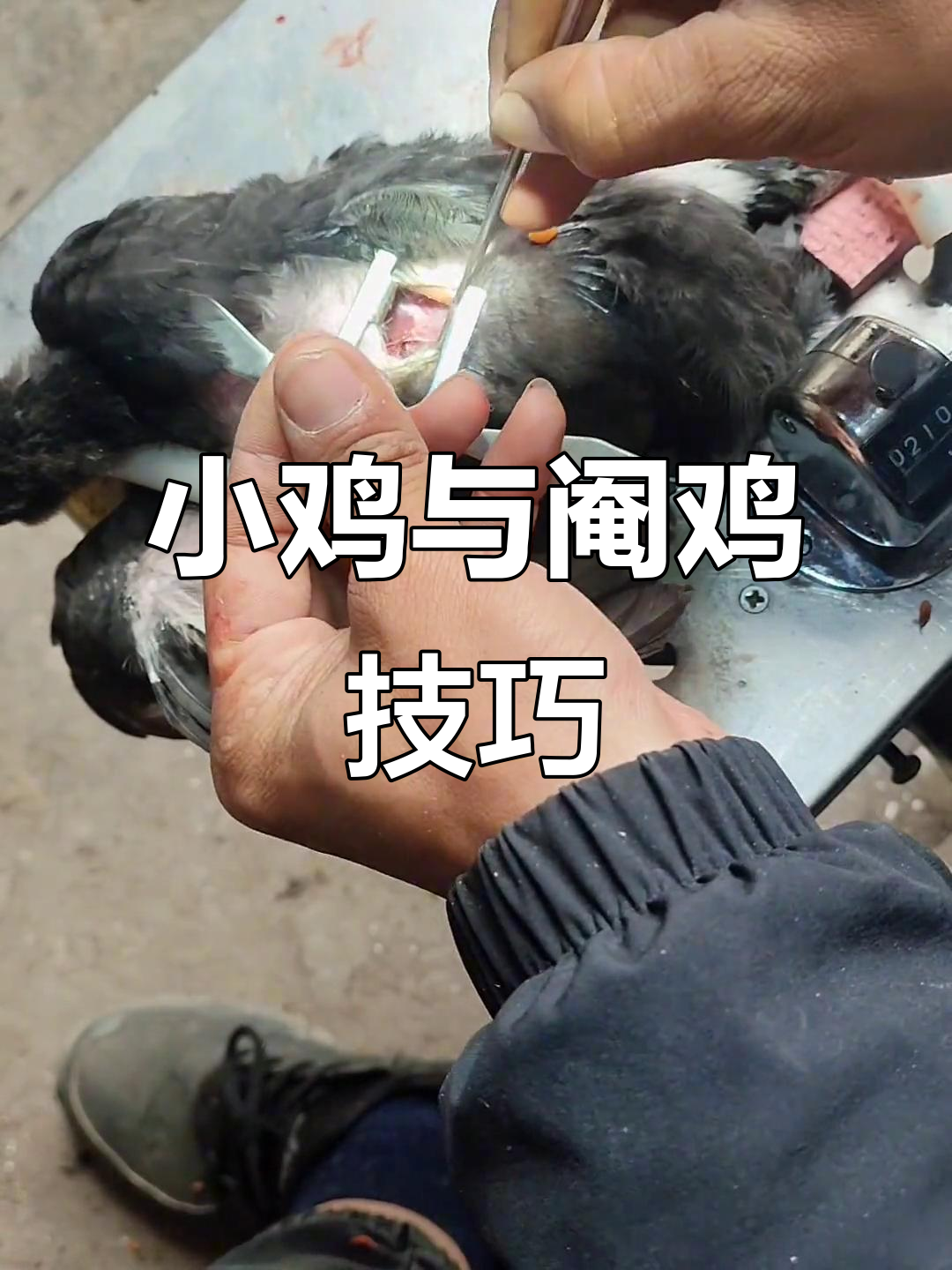 近距离观察小鸡，阉鸡技术免费学！