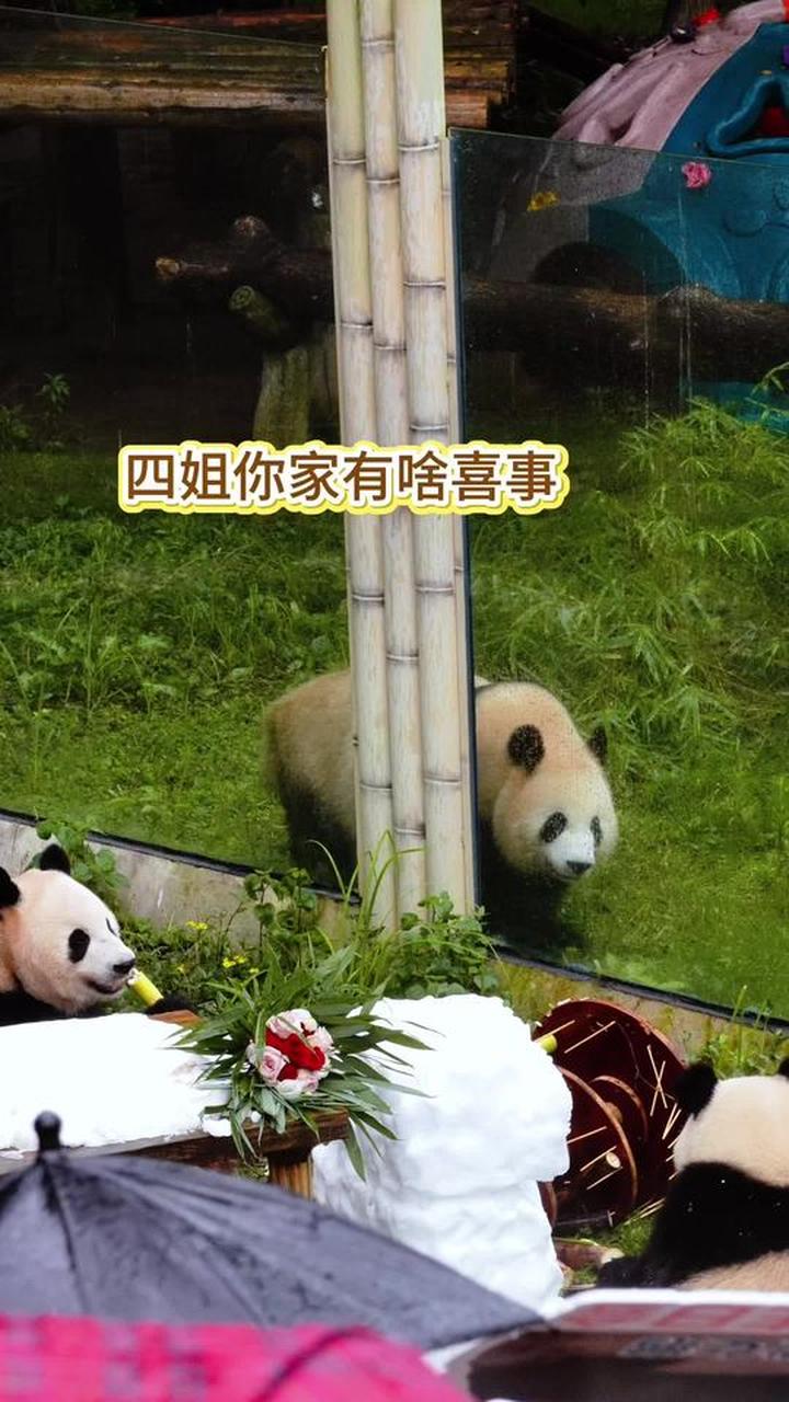 三妹最可爱，给六姨送生日蛋糕，大熊猫奇三妹