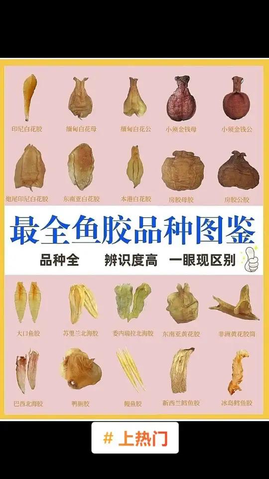 上热门 最全鱼胶品种图鉴 涨知识 健康 百科知识 花胶 科普一下 健康科普 干货分享