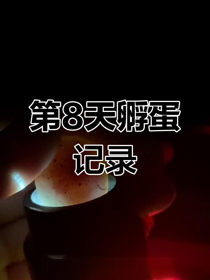 芦丁鸡孵化第8天,9天后见成果