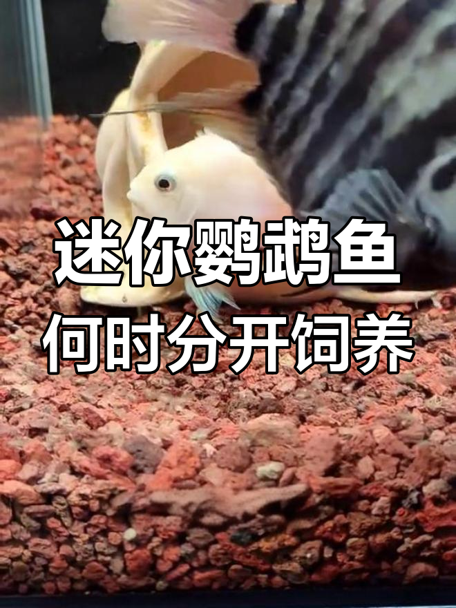 迷你鹦鹉鱼起飞后多久分缸最合适?