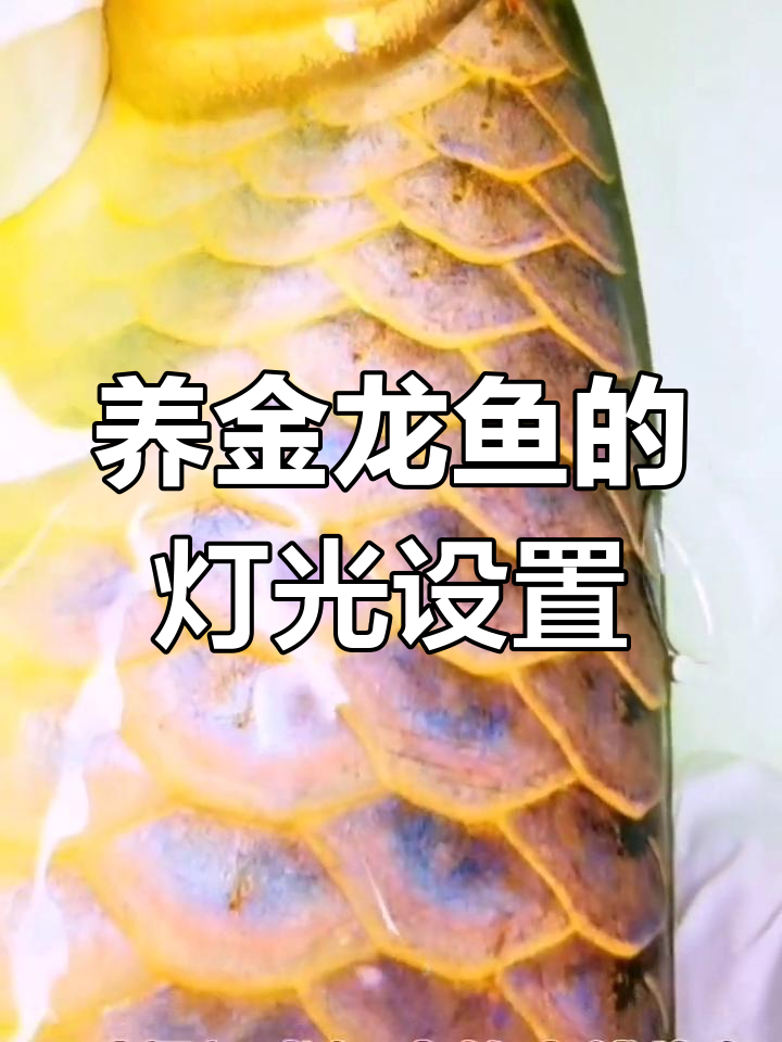 金龙鱼灯光配置技巧:顶灯与水中灯如何搭配使用