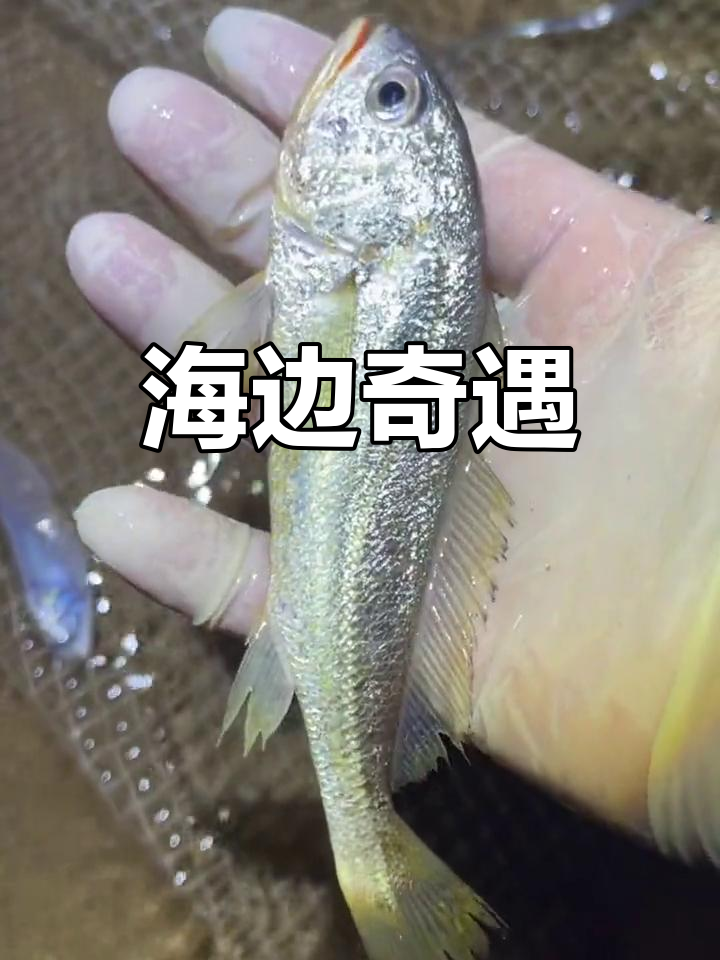 小爱海边大收获,活带鱼见证奇迹!