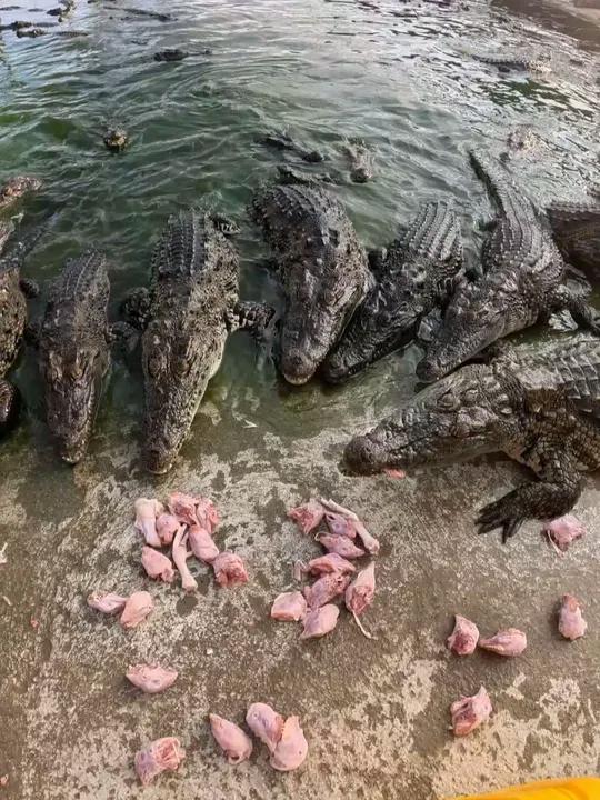 养了3年的鳄鱼有多大？养殖场内部投喂实拍，这工作不是有手就行