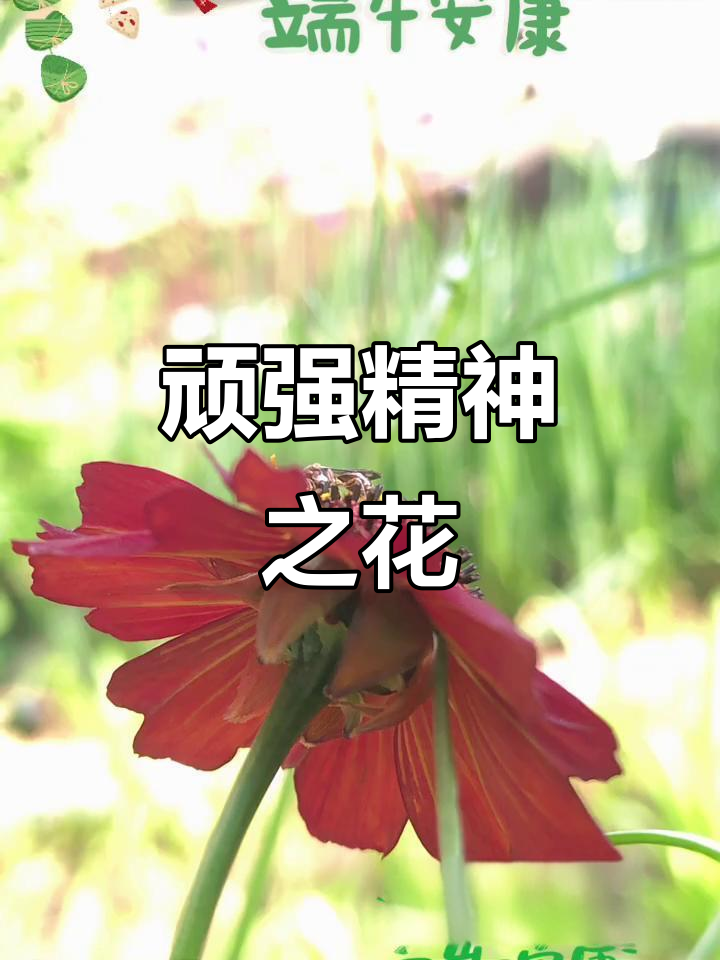 两色金鸡菊,象征坚韧与拼搏的精神