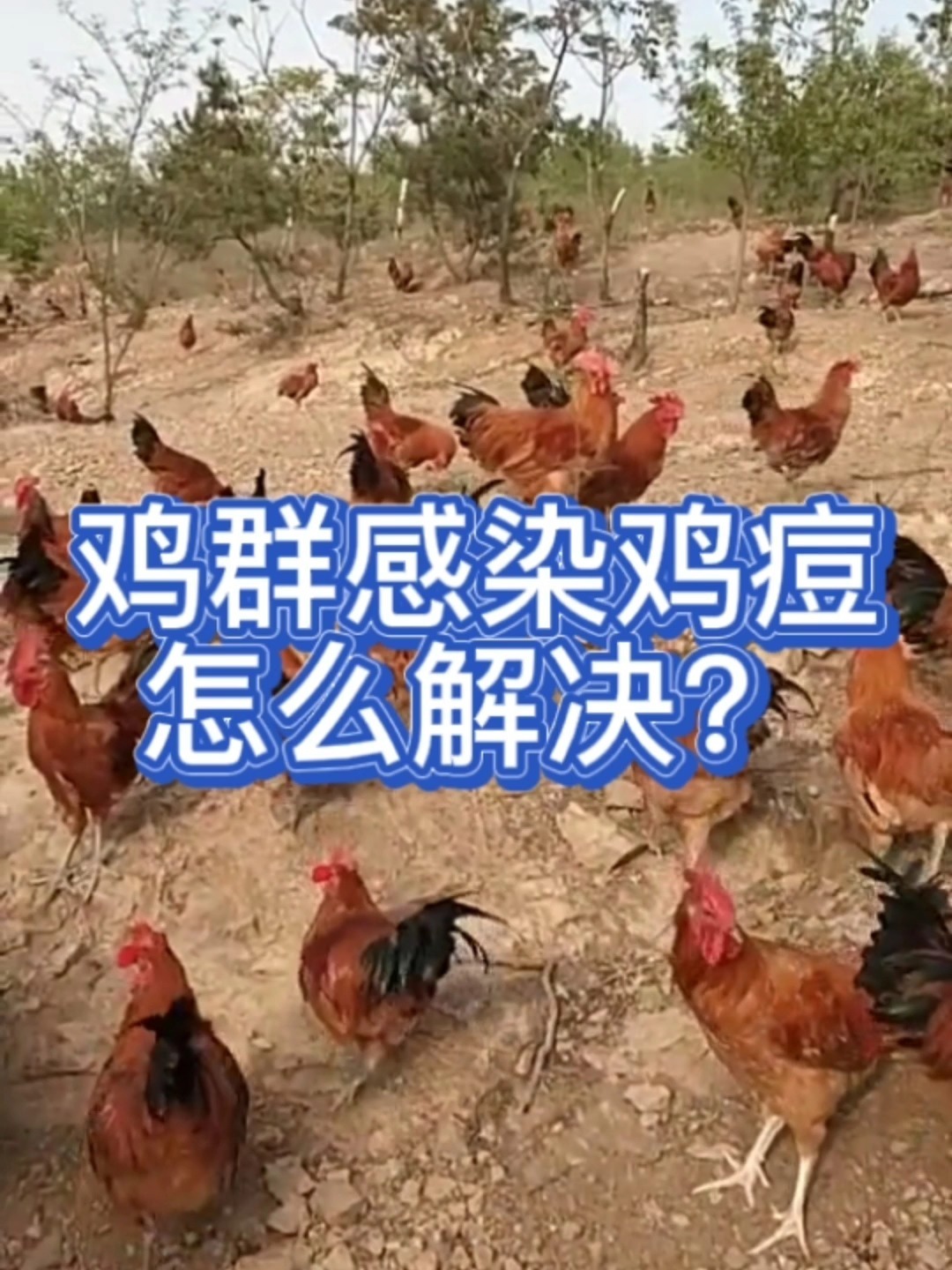 鸡冠上长满黑疙瘩用什么?鸡长鸡痘怎么治?