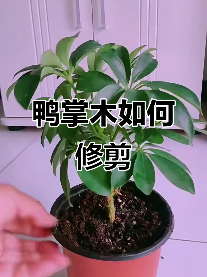 鸭掌木打顶技巧，轻松分枝成多头造型