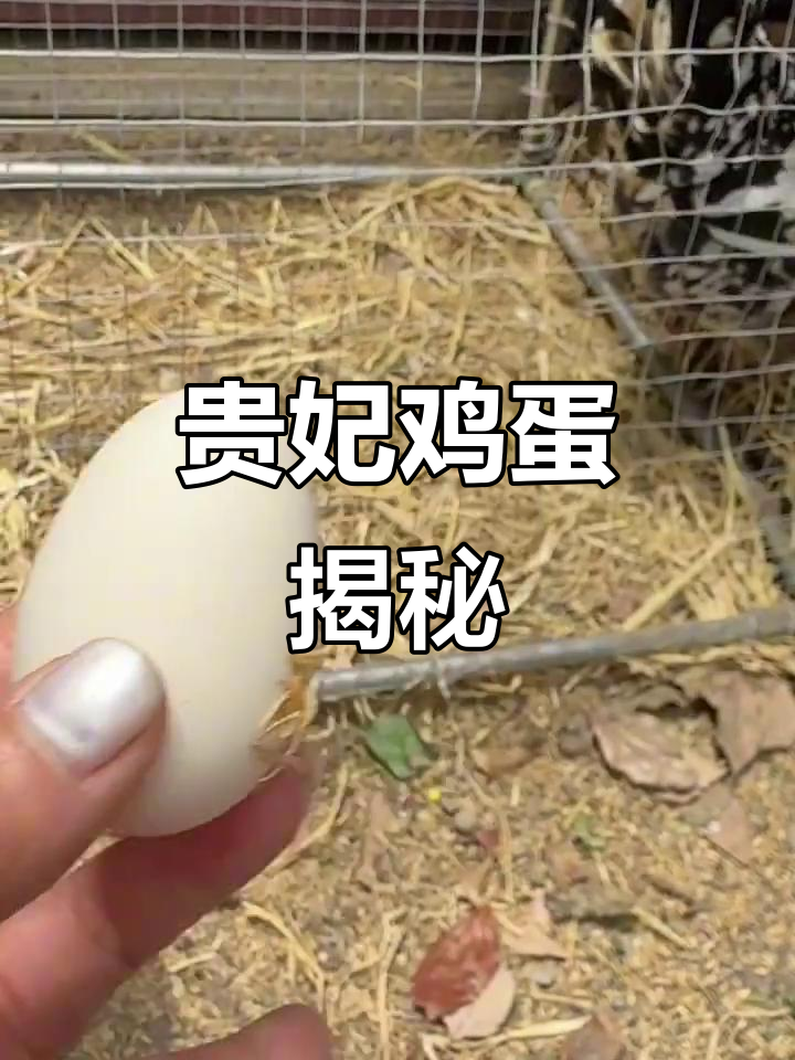 贵妃鸡下蛋,粉白长圆形鸡蛋新鲜出炉