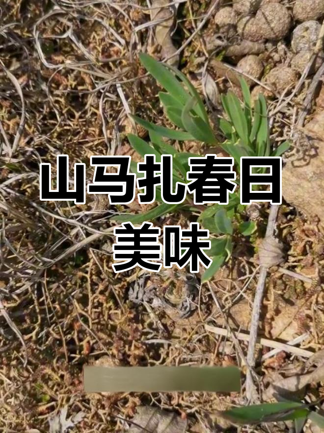 春天山野菜,山苜楂鲜美无比