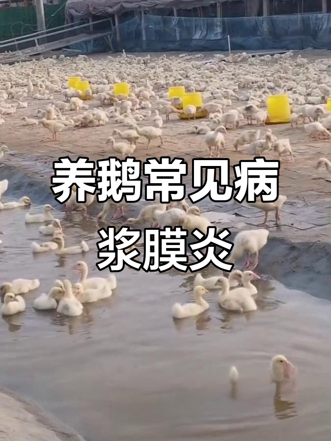鹅群浆膜炎症状与防治技巧