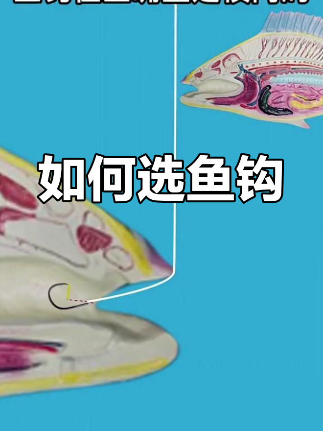 钓鱼钩选择技巧:长柄与短柄的区别