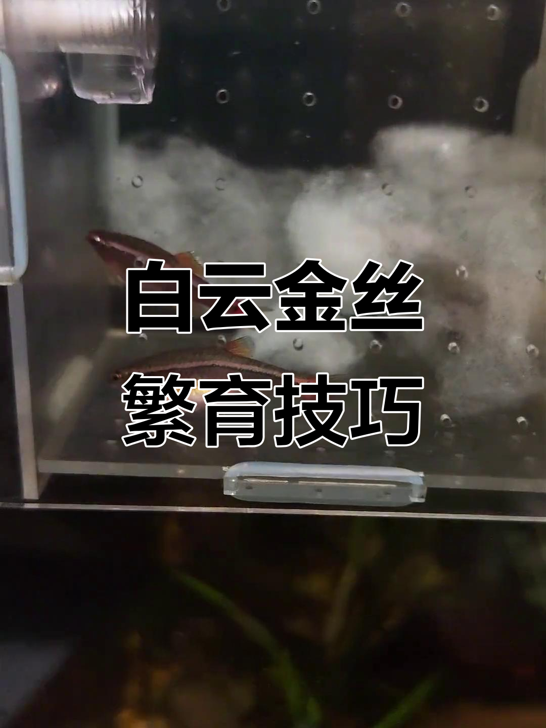 白云金丝人工繁殖全攻略,轻松孵化小鱼
