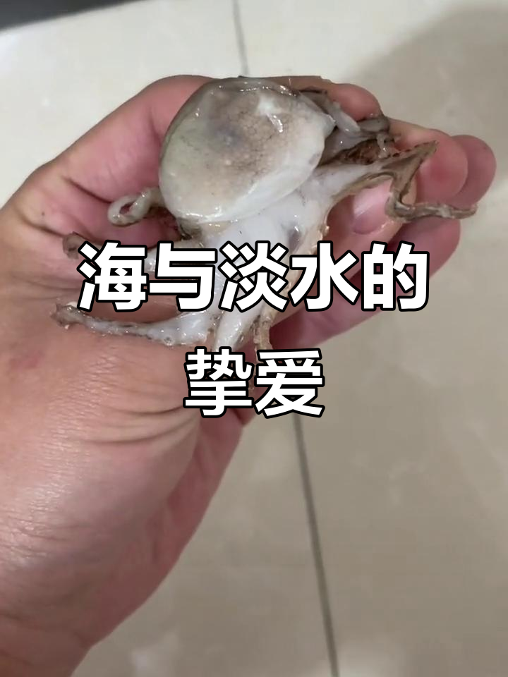 淡水爱狗头,海水宠章鱼,每年如此,真是无法抗拒的喜好!