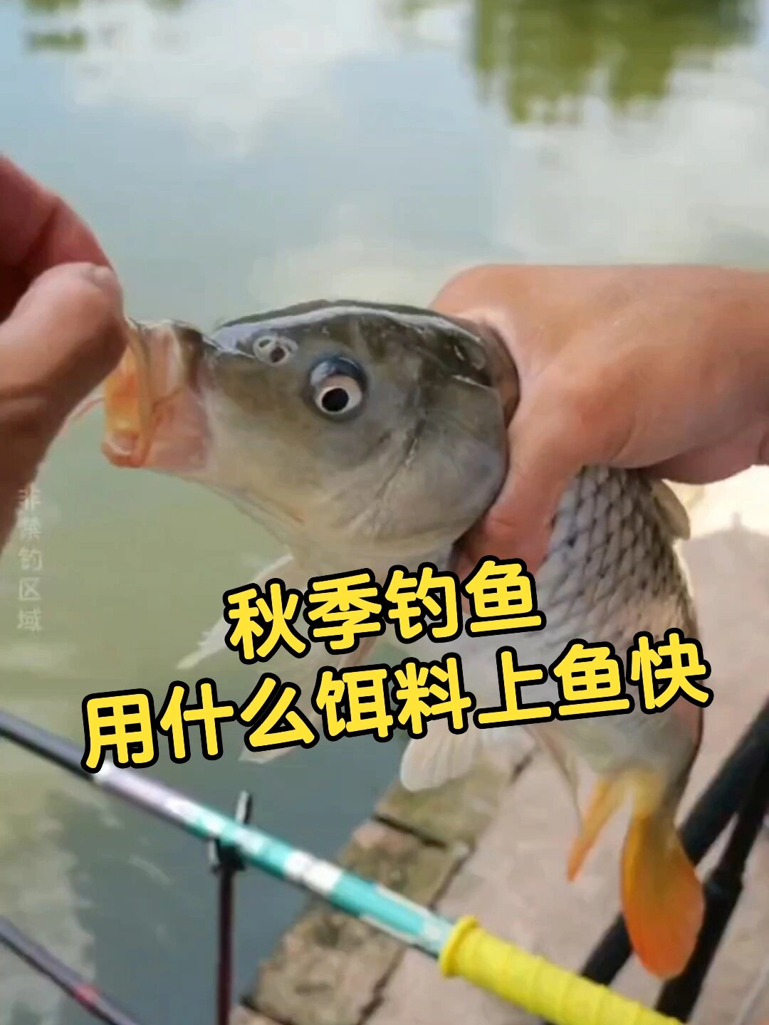 秋季钓鱼,用什么饵料上鱼快钓的多