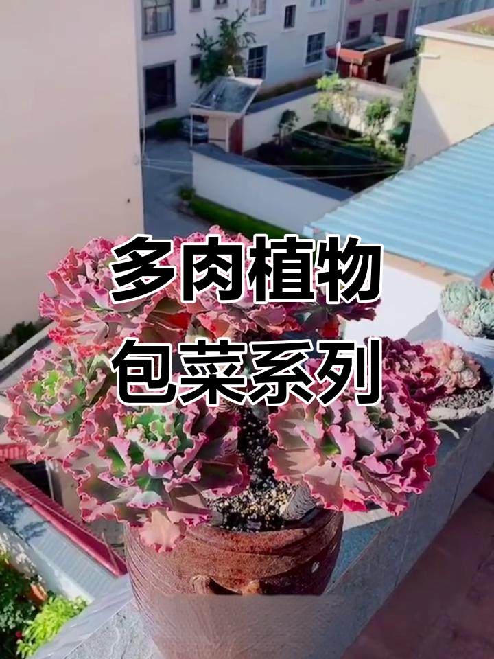 伯克利锦等多肉植物包菜系列,带你了解每一款独特魅力