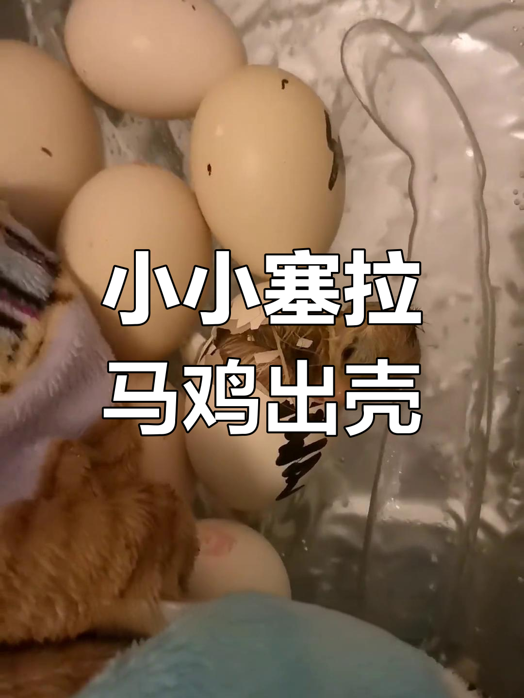 塞拉马鸡破壳瞬间，超萌最小观赏鸡诞生