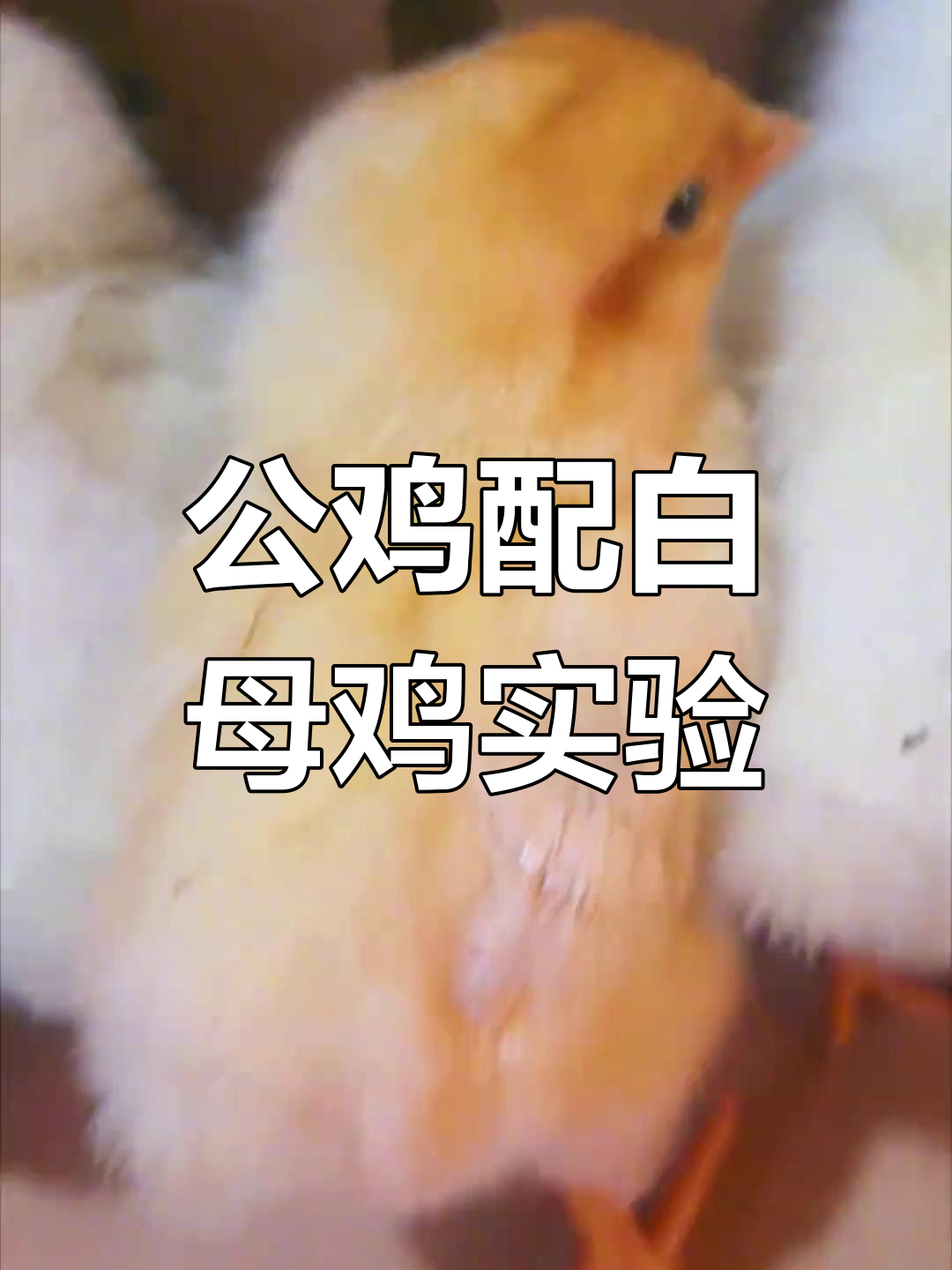 苏禽公鸡与白来航母鸡杂交,后代羽色大揭秘