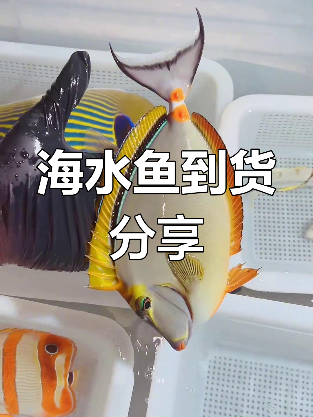 10月12日到货海水鱼品种介绍