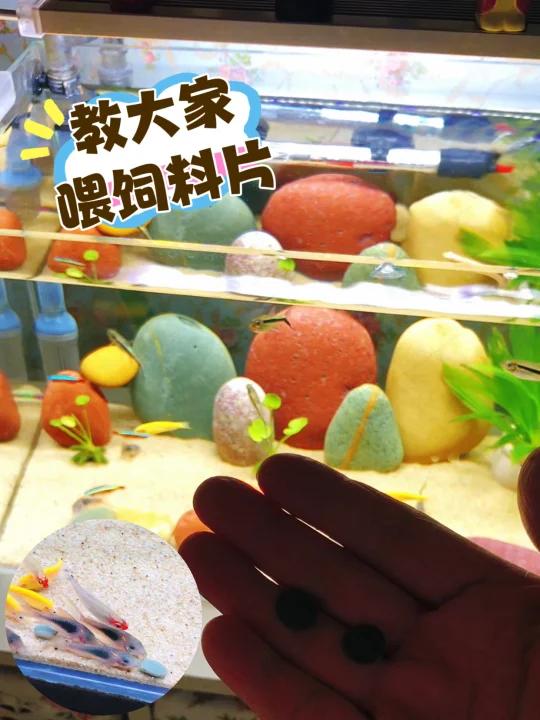 养鱼新手攻略,养好热带小鱼,教大家这样喂鱼