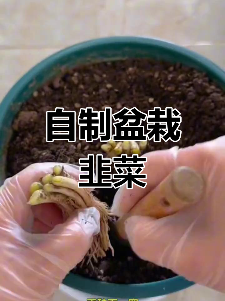 冬季也能吃到新鲜韭菜,盆栽种植全攻略