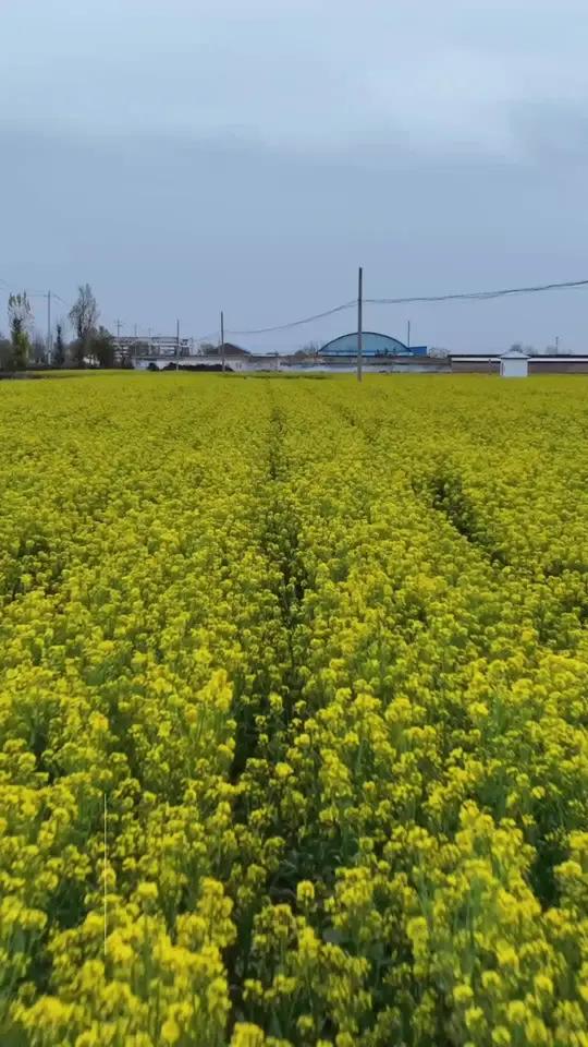 初冬季节在太原看到一片盛开的花海,是不是很惊艳?在北方地区这个季节的室外还有成片开花的花海