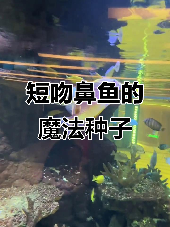 孩子眼中的短吻鼻鱼:像匹诺曹一样神奇