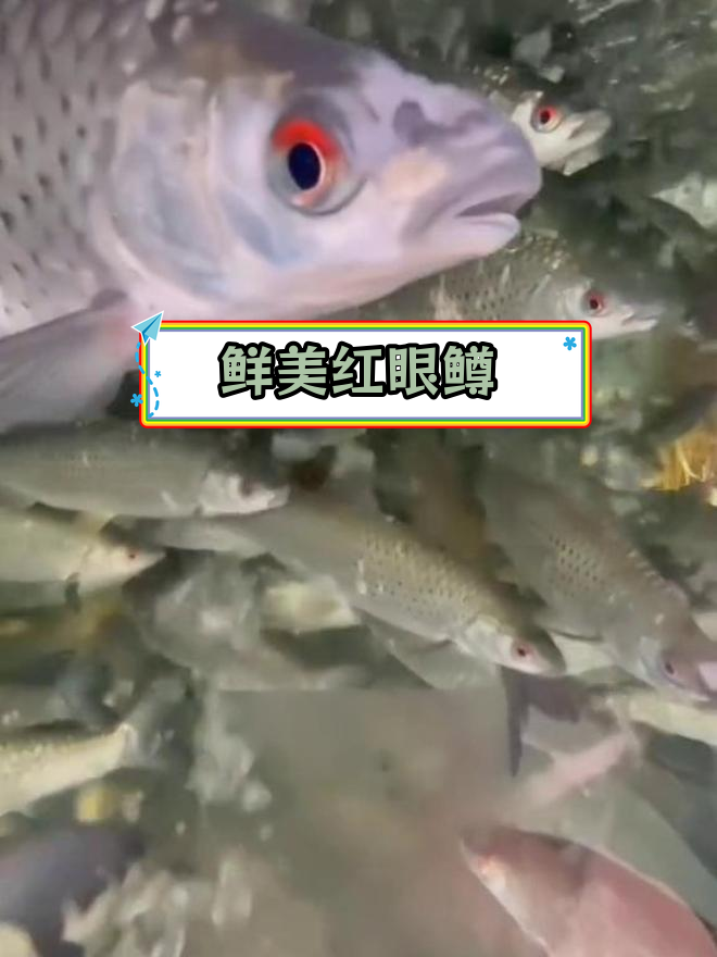 红眼鳟鱼:广东人最爱的美味,市场价18-22元/斤