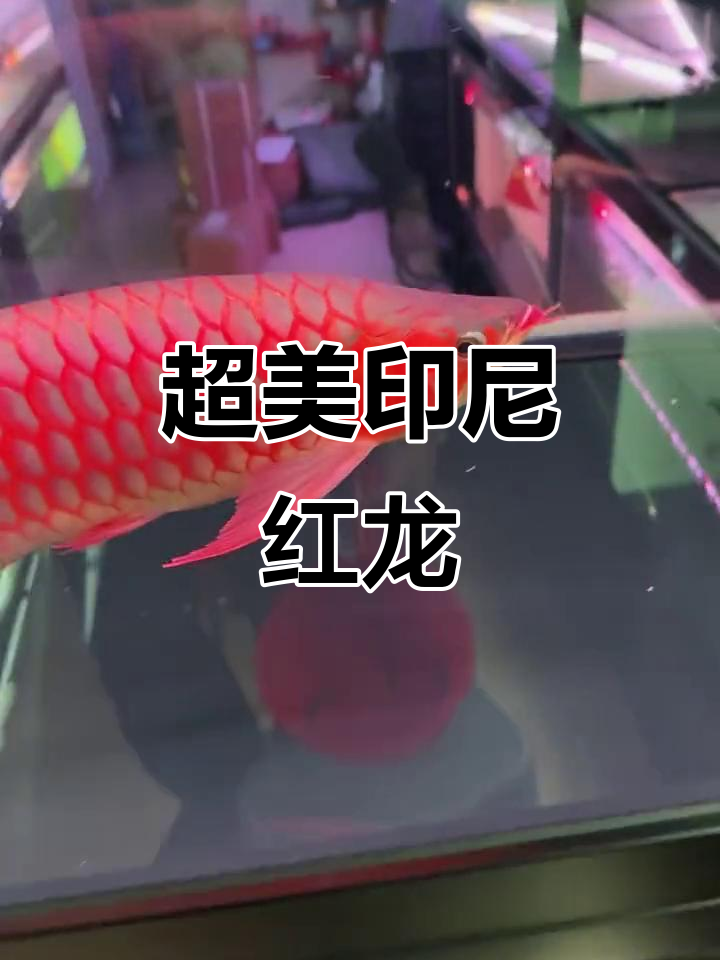 印尼超雄龙鱼展示,六排框表现惊艳