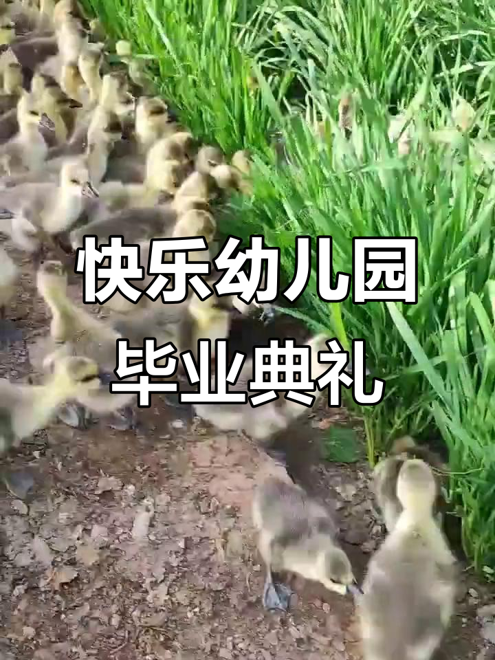 幼儿园毕业典礼:自助餐、拍照留念,欢乐时光大集合