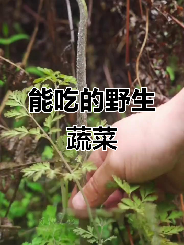 这些野菜竟然能吃,炒肉凉拌都行!
