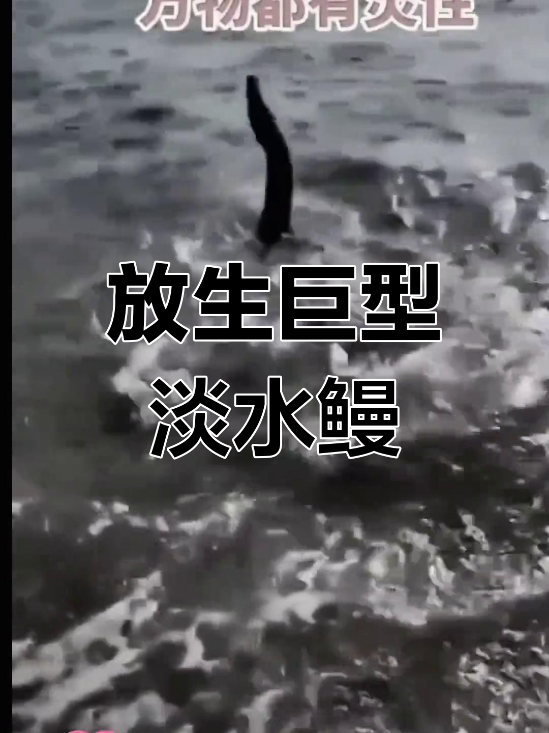 30斤淡水鳗鱼放生,生命力惊人!