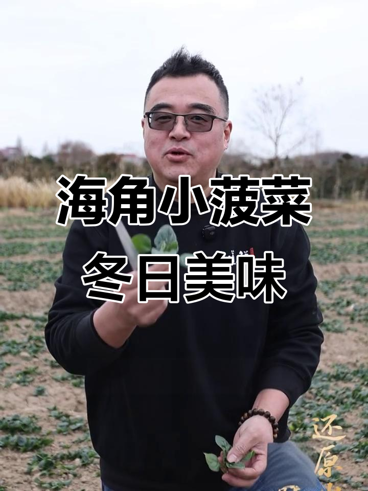 崇明冬季必吃小菠菜,海角矮脚菜来袭!