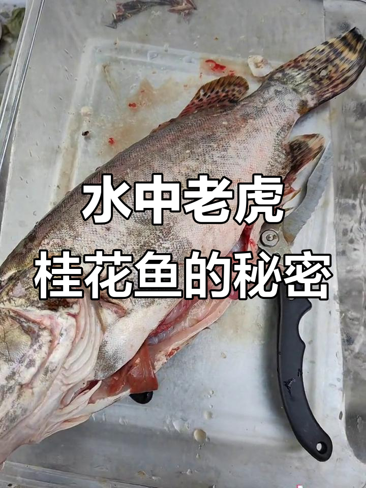 桂花鱼竟吃鲶鱼,淡水之王名不虚传