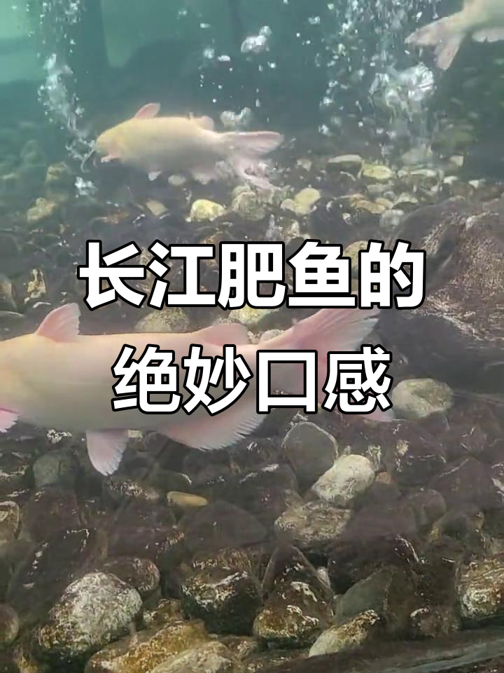 宜昌长江肥鱼,鲜嫩美味让人惊艳