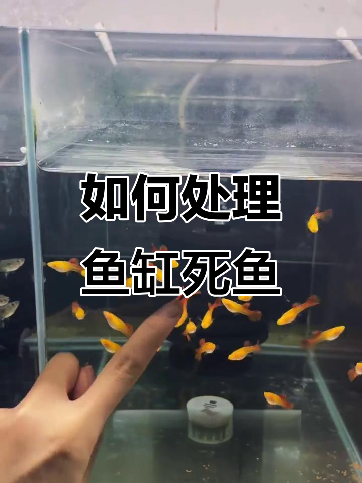 鱼缸死鱼的常见原因及应对方法