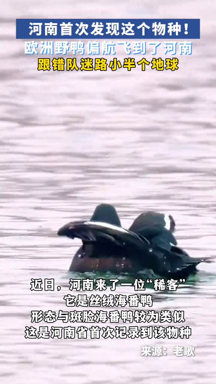 河南首次发现这个物种!欧洲野鸭偏航飞到河南