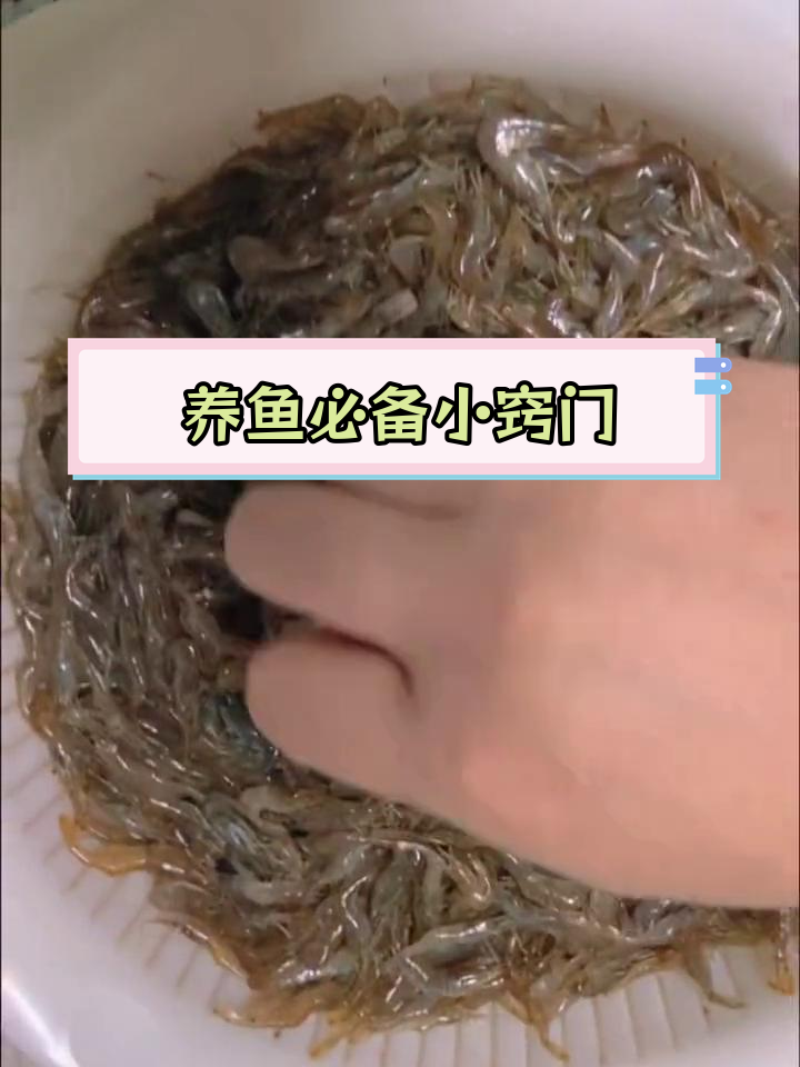 冷冻河虾喂鱼技巧