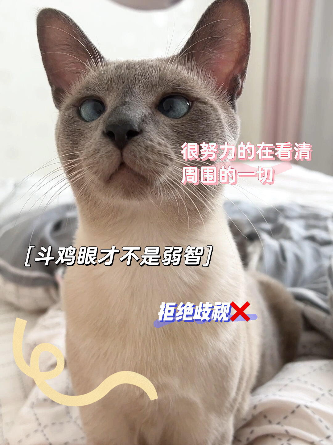 才知道暹罗斗鸡眼竟然是因为