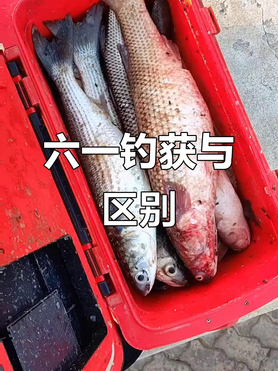 六一儿童节钓鱼大比拼,梭鱼和鲻鱼的差别你知道吗?