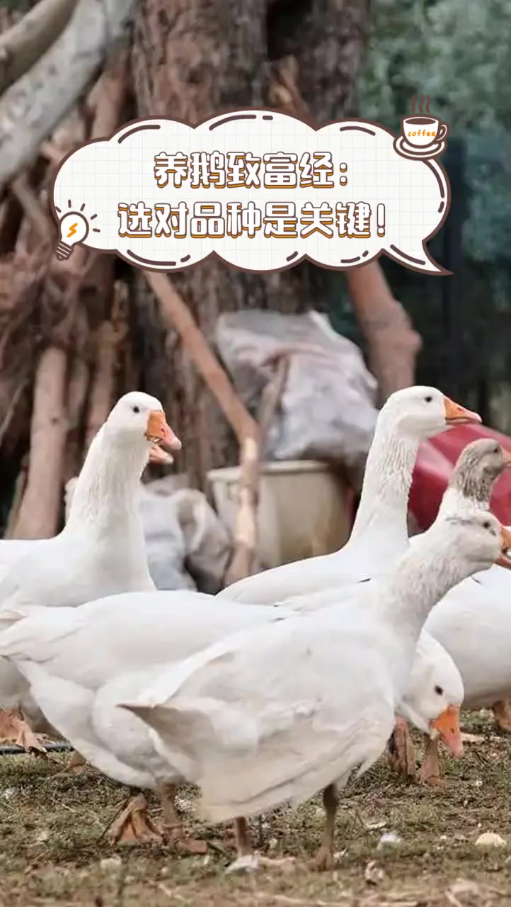 养鹅致富经:选对品种是关键!
