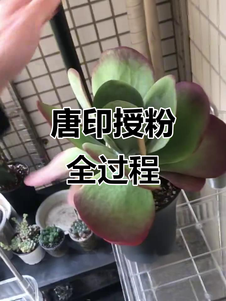 唐印为开花球授粉,多肉植物养护小技巧