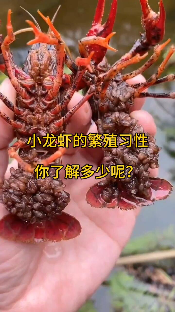 小龙虾的繁殖习性