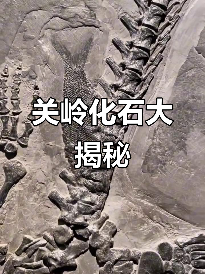贵州关岭化石群探秘:二点二亿年前的鱼龙与海百合花